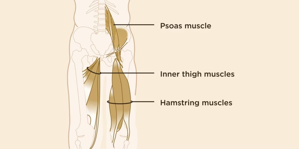 muscles-diagram-1-1024x512