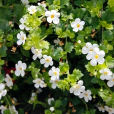 Bacopa Monnieri