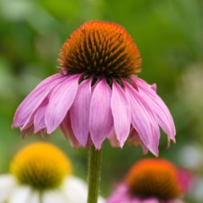 Echinacea