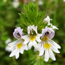 Eyebright Extract