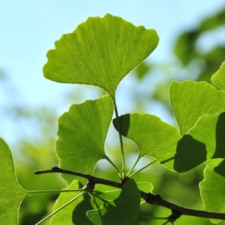 Ginkgo Biloba Extract