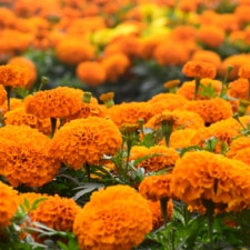 Marigold Flower