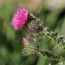 Milk thistle