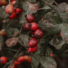 Rose hips