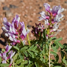 Astragalus