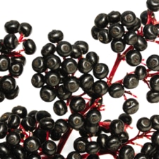 Elderberry