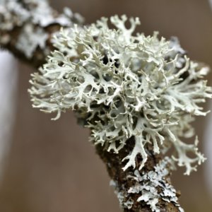 Lichen growing on a branch