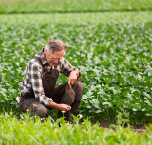 Farmer overlooking seeds on a green field