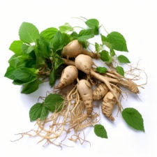 Thai Kudzu (Pueraria mirifica) Root Extract: